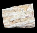Polished Petrified Wood Limb - Madagascar #54595-2